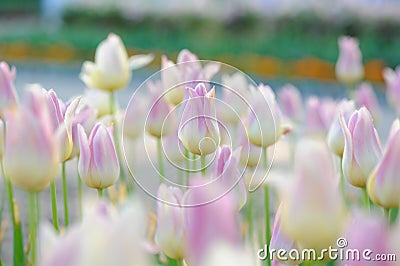 Pink tulip bloom in the spring Stock Photo